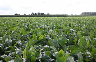 Topoogst inuline zorgt voor vertraging in cichoreicampagne