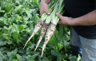 Flitsende start cichorei en mooie zomer resulteren in goede oogst