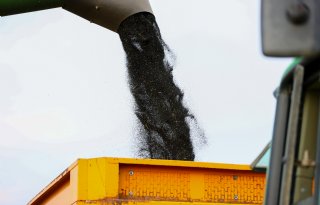 China doet Canada pijn met importheffing op koolzaad