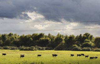Dierwaardigheid vraagt om meer onderzoek