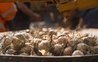 Uienmarkt verrast telers en kopers met hoog prijsniveau