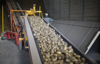 Fors hoger verlagingspercentage voor pootgoed