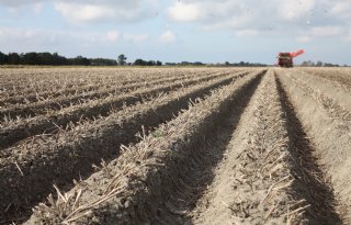Noordelijke kleibodems zijn verrassend zoet, maar let op met beregenen