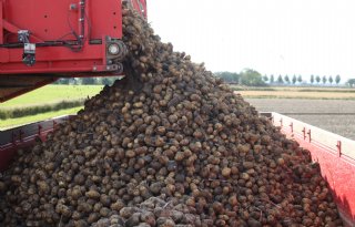 Zorgen over dreiging van Stolbur in aardappelen