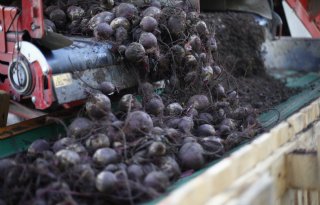 Nieuwe vakgroep moet vollegrondsgroente uit schaduw halen