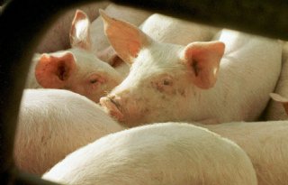 Varkenshouders ForFarmers verbeteren resultaat
