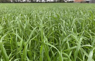 Vroege oogst? Zaai snel een vanggewas voor maximale stikstofbenutting
