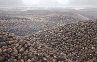 Avebe presenteert betere cijfers: 'Resultaat geeft telers vertrouwen'