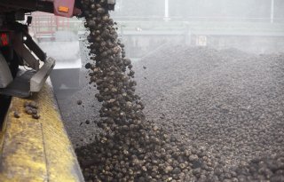 Avebe sluit campagne af en laat geen aardappelen liggen