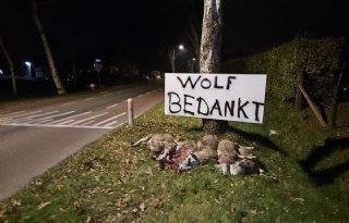 Veehouder dumpt dode schapen langs de weg: 'Wolf bedankt'