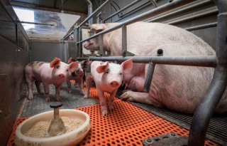Voederadditieven: wat is het effect bij jonge biggen?