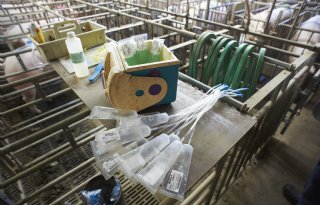 Nederlandse en Duitse varkens KI-coöperaties fuseren