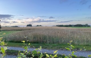 Denemarken scherpt stikstofaanpak aan met quota voor boeren