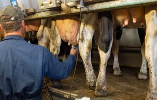 Europese melkprijs daalt verder bij stijgende productie