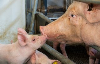 Europa subsidieert carbon footprintmonitor voor varkenshouders