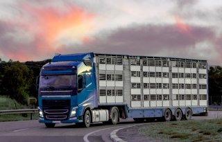 Hitteplan veetransport van kracht door verwachte hitte na het weekend