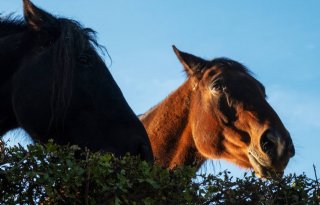 Sectorraad komt met nieuwe gids voor paardenwelzijn