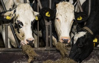 Melkkoeien op bedrijf met vogelgriep in Swifterbant niet besmet