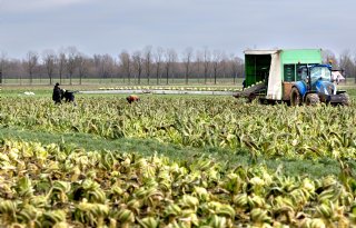Populariteit bloemkool en broccoli neemt toe