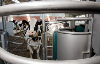 Gemiddelde melkproductie Duitse koeien stijgt met 82 kilo