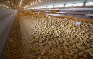 Tomassen Duck-To houdt volop vertrouwen in eendensector