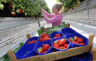 AH benadrukt belang aardbeien: 'Kwaliteit straalt af op hele versafdeling'