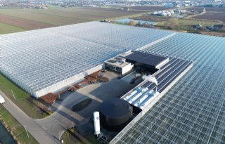 Aardbeienteler breidt fors uit door uitkoop vier agrarische bedrijven