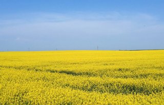 Webinar: Hoe staat de landbouw in Oekraïne ervoor?