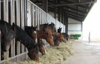 Aangescherpte regels voor uitgifte paardenpaspoort uitgesteld