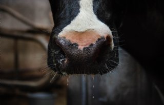 Opnieuw IBR-uitbraak in Vlaanderen