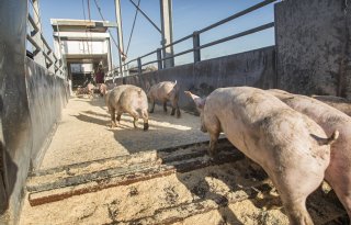 Kostprijs komt in zicht voor vermeerderaars