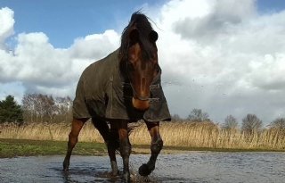 Dierziekte EIA aangetroffen bij paardachtige in Ardennen