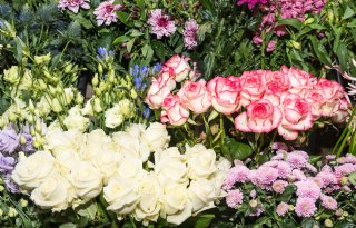 'Sierteeltsector zet al lange tijd in op transparantie en veiligheid'