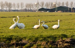 Utrecht bevecht afschotverbod zwanen en zwijnen, gevaar veehouderij te groot