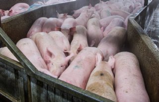Vleesgigant JBS wil naar Amerikaanse beurs