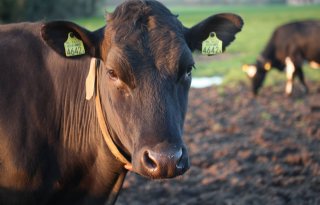 Koeien & Kansen-bedrijven behalen doel met 152 gram ruw eiwit in rantsoen