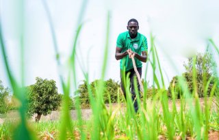 Coöperatie geeft uienteelt in Senegal sterke impuls