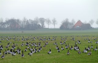 Opnieuw meer ganzenschade in provincie Friesland