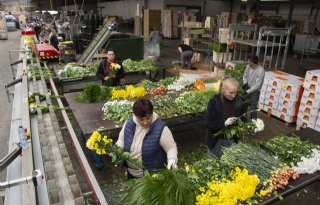 Vaak misverstanden in landbouwsector door meertaligheid