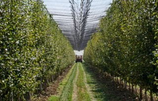 Italiaanse perentelers bevinden zich in zwaar weer
