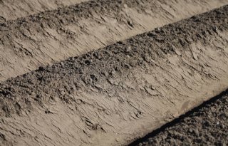 Belgisch aardappelareaal stijgt met 6 procent