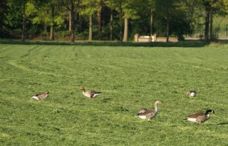 Zes nieuwe rassen Engels raaigras op Aanbevelende Rassenlijst 2026
