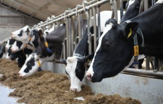 Bedrijf met 1.100 runderen in Duitse Kleve geruimd na IBR-uitbraak