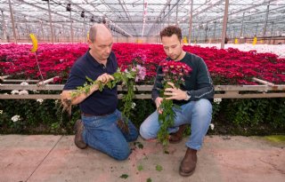 Groei remmen in chrysanten zonder chemie