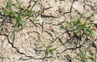 Droogtestress slaat al vroeg toe