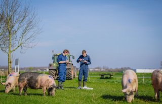 Varkenshouder beloond voor inzet op krulstaart