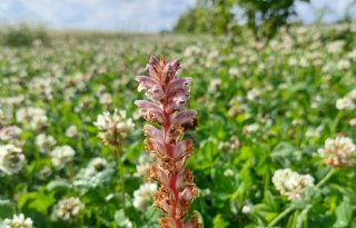 Parasitaire klavervreter ontdekt op biologisch bedrijf