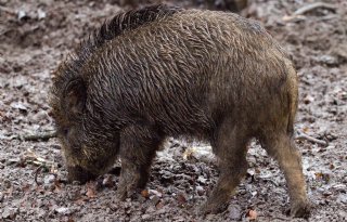 Afrikaanse varkenspest bij wild zwijn op 150 kilometer van Nederland