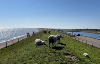 Steeds minder schapen op Texel