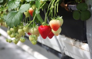 NVWA verlengt erkenning deugdelijkheidsonderzoek Aegisto